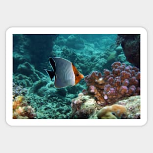 a fish in the coral reef Sticker